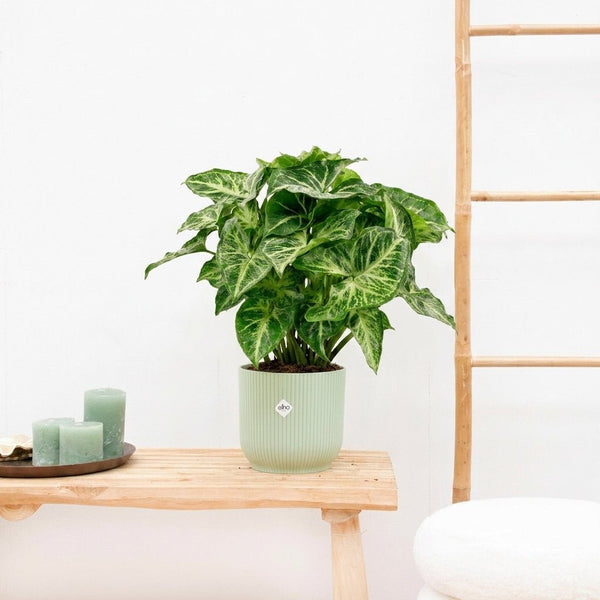Syngonium Arrow - 30cm kopen bij Green Bubble