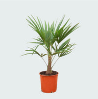 Trachycarpus Fortunei - 100 cm