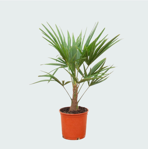 Trachycarpus Fortunei - 100 cm kopen bij Green Bubble