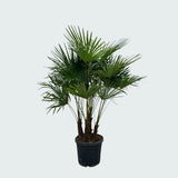 Product afbeelding 3