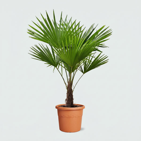 Trachycarpus Fortunei - 140 cm kopen bij Green Bubble