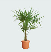 Trachycarpus Fortunei - 120cm