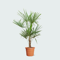 Trachycarpus Fortunei - 150 cm