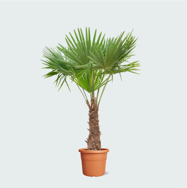 Trachycarpus Fortunei - 240cm kopen bij Green Bubble