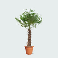 Trachycarpus Fortunei - 270cm