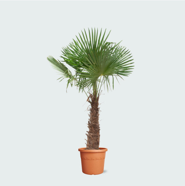Trachycarpus Fortunei - 270cm kopen bij Green Bubble