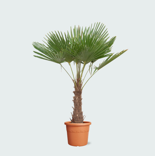 Trachycarpus Fortunei - 200 cm kopen bij Green Bubble