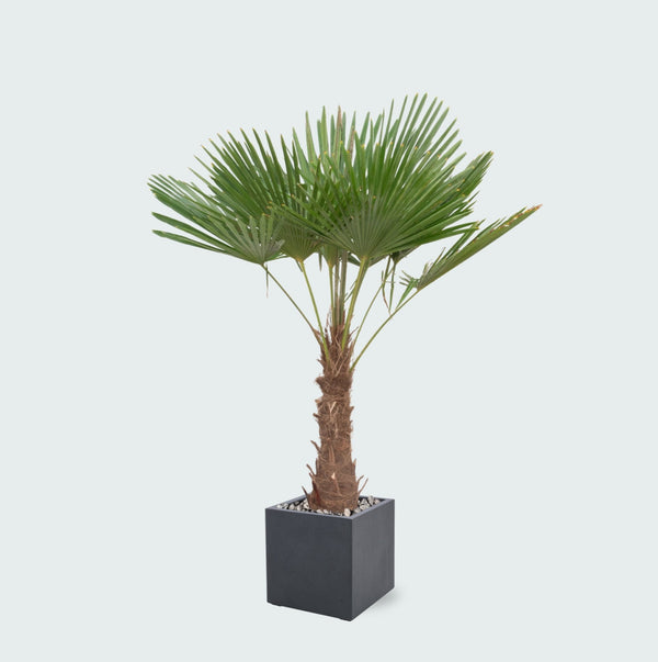 Trachycarpus Fortunei inclusief pot Grigio Cube - 200cm kopen bij Green Bubble
