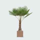 Product afbeelding 3
