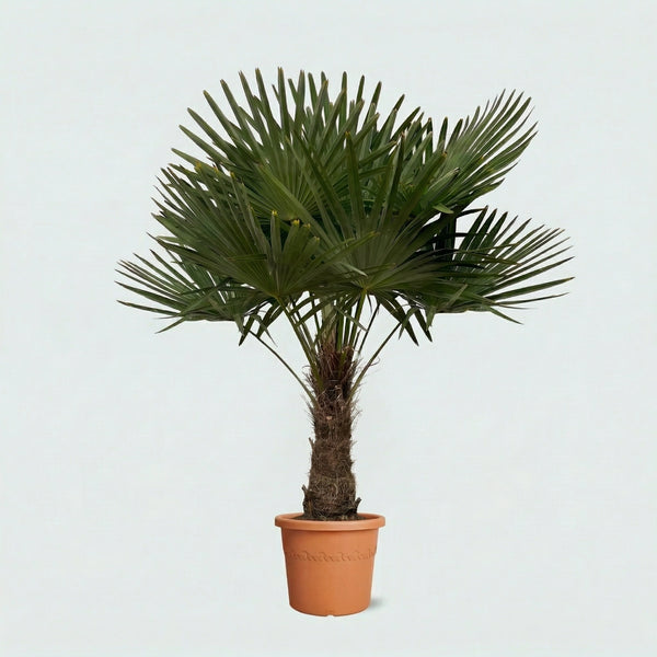 Trachycarpus Fortunei - 200 cm kopen bij Green Bubble