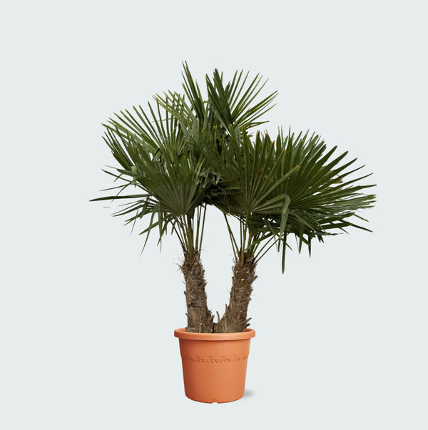 Trachycarpus Multistam - 200cm kopen bij Green Bubble