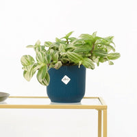 Tradescantia Brightness - 20cm