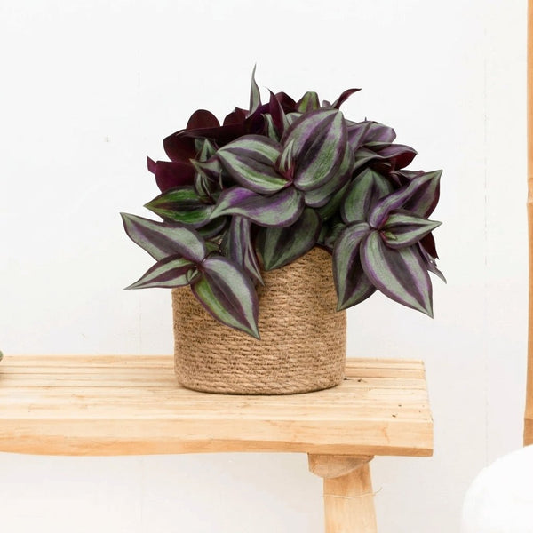 Tradescantia Zebrina - 20cm kopen bij Green Bubble