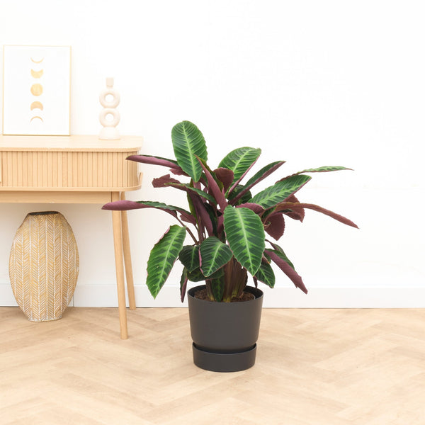 Calathea Warscewiczii - 70cm kopen bij Green Bubble