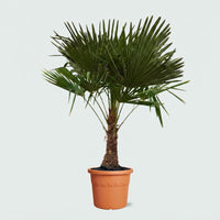 Trachycarpus Fortunei - 170cm