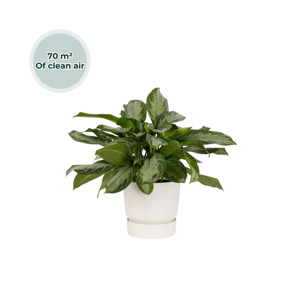 Ogreen - XL Emperor kopen bij Green Bubble