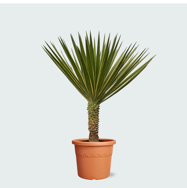 Yucca Aloifolia - 80 cm kopen bij Green Bubble