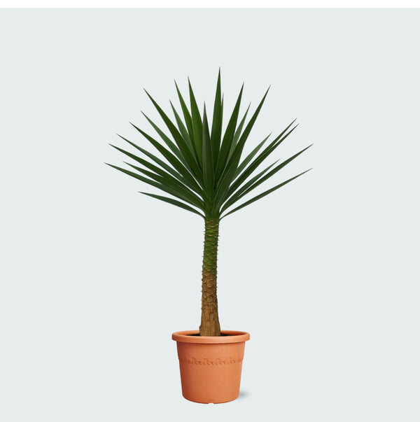 Yucca Elephantipes op stam - 230 cm kopen bij Green Bubble