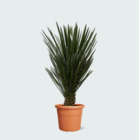 Yucca Filifera - 130 cm