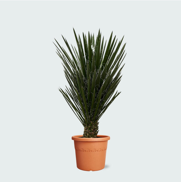 Yucca Filifera - 130 cm kopen bij Green Bubble