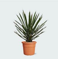 Yucca Filifera - 70 cm