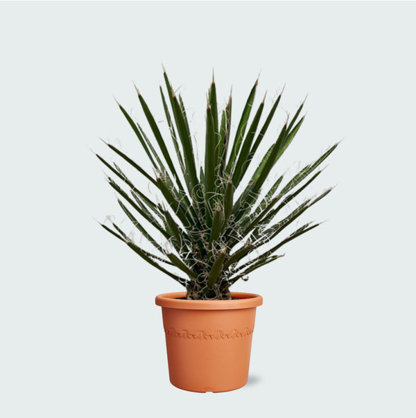 Yucca Filifera - 70 cm kopen bij Green Bubble