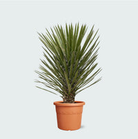 Yucca Filifera Australis - 100cm