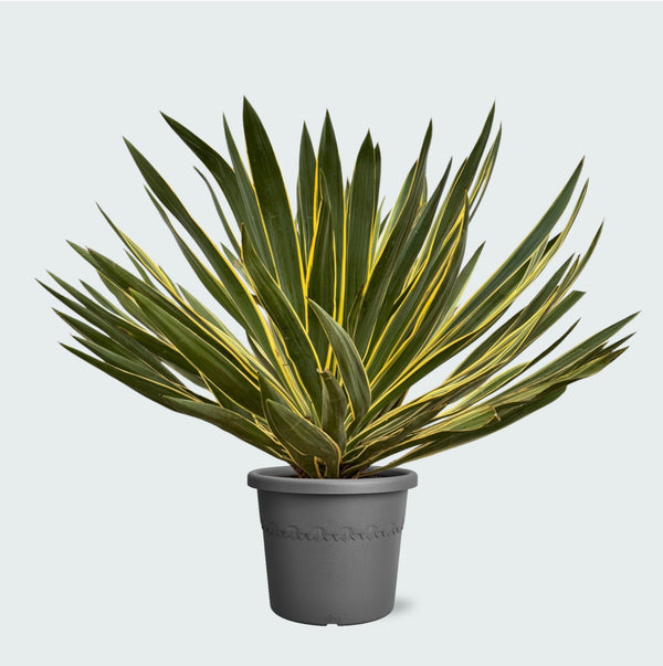 Yucca Gloriosa Variegata - 80 cm kopen bij Green Bubble
