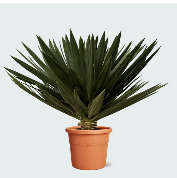 Yucca Gloriosa 'Lone Star' - 120cm kopen bij Green Bubble