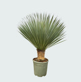 Product afbeelding 5