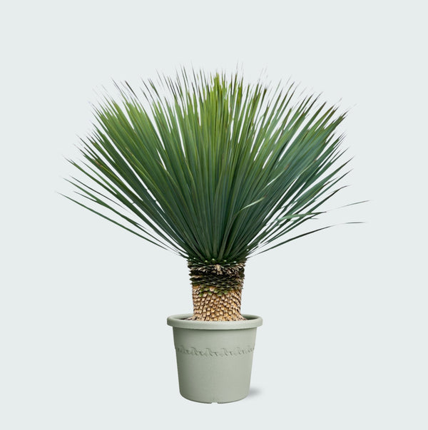 Yucca Rostrata - 140 cm kopen bij Green Bubble