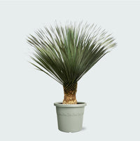 Yucca Rostrata - 160cm