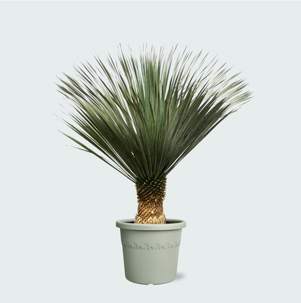 Yucca Rostrata - 160cm kopen bij Green Bubble