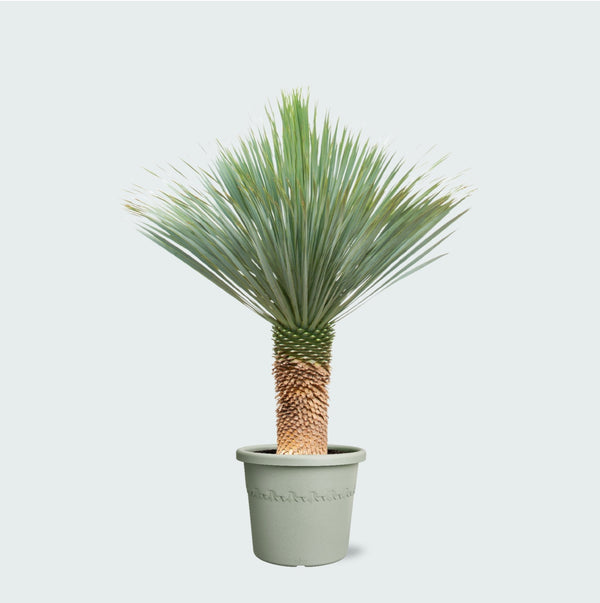 Yucca Rostrata - 170cm kopen bij Green Bubble
