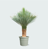 Product afbeelding 1