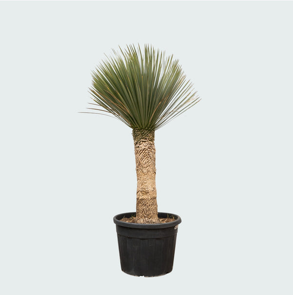 Yucca Rostrata - 200cm kopen bij Green Bubble