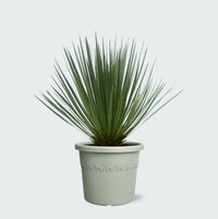 Yucca Rostrata - 60 cm