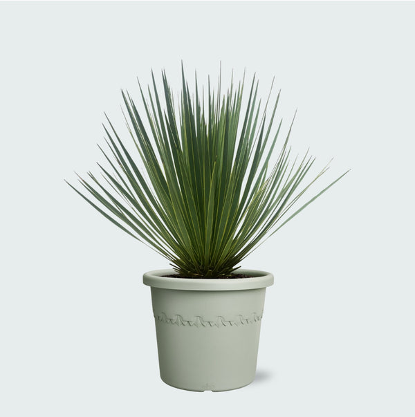 Yucca Rostrata - 60 cm kopen bij Green Bubble