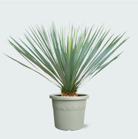 Yucca Rostrata - 80cm