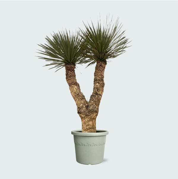 Yucca Rostrata Hidra - 200 cm kopen bij Green Bubble