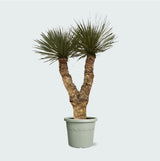 Product afbeelding 1