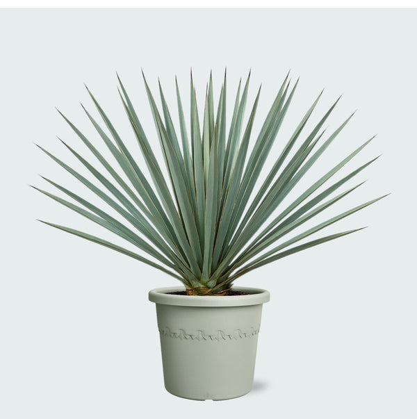 Yucca Rostrata 'Blue Swan' - 70 cm kopen bij Green Bubble
