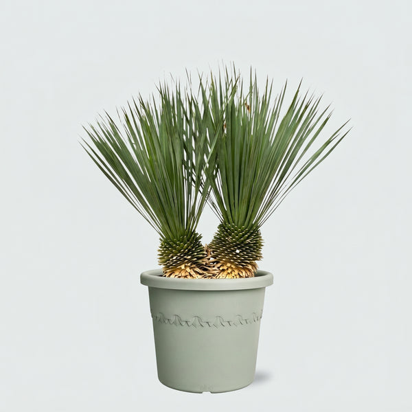 Yucca Rostrata dubbele stam - 100cm kopen bij Green Bubble
