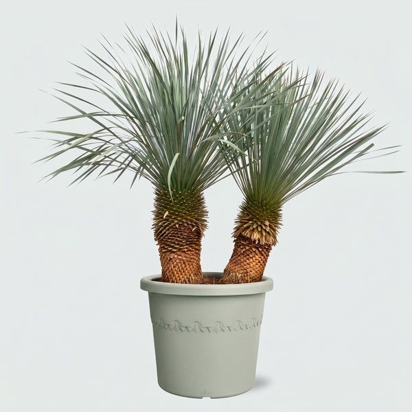 Yucca Rostrata dubbele stam - 150cm kopen bij Green Bubble