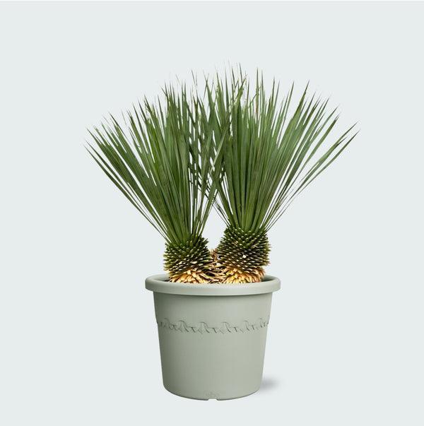 Yucca Rostrata dubbele stam - 120 cm kopen bij Green Bubble