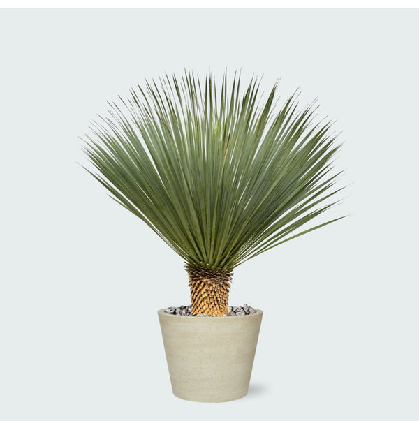 Combi deal - Yucca Rostrata op stam inclusief Bucket - 120 cm kopen bij Green Bubble