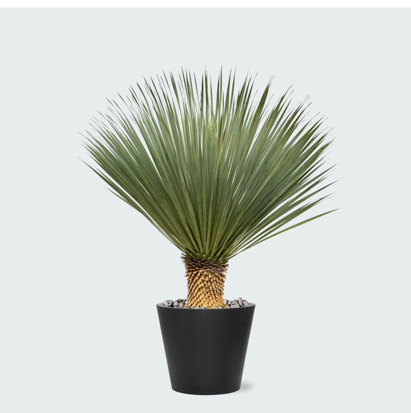 Combi deal - Yucca Rostrata op stam inclusief Bucket - 120 cm kopen bij Green Bubble
