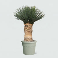 Yucca Rostrata multi head - 120 cm