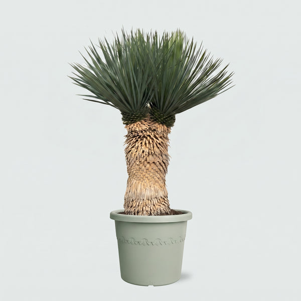 Yucca Rostrata multi head - 120 cm kopen bij Green Bubble