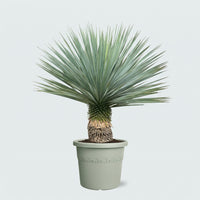 Yucca Rostrata - 100cm